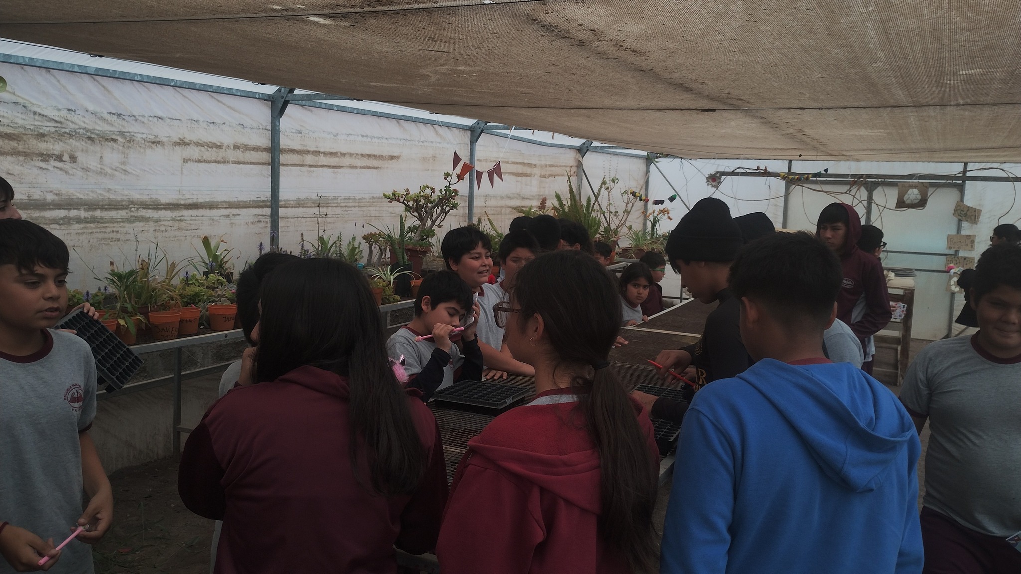 Niños y niñas de la Escuela Paranal de Paposo participan en taller de siembra dentro de invernadero.