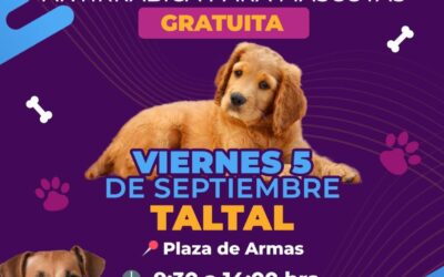 Jornadas gratuitas de vacunación antirrábica para mascotas en Paposo y Taltal