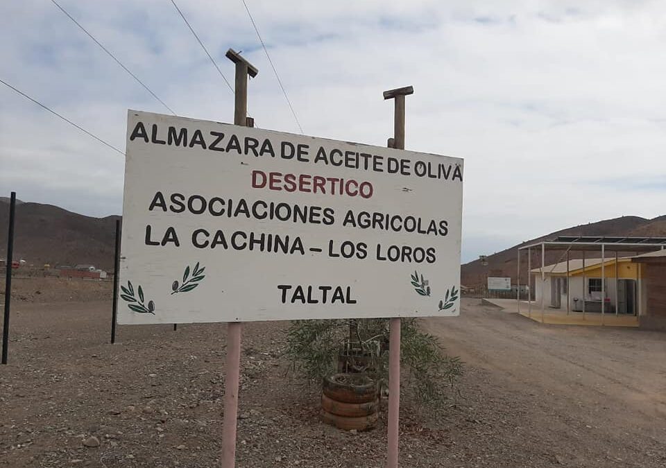 Comienza AGROTALTAL 2025: la feria costumbrista que celebra las raíces agrícolas de Taltal