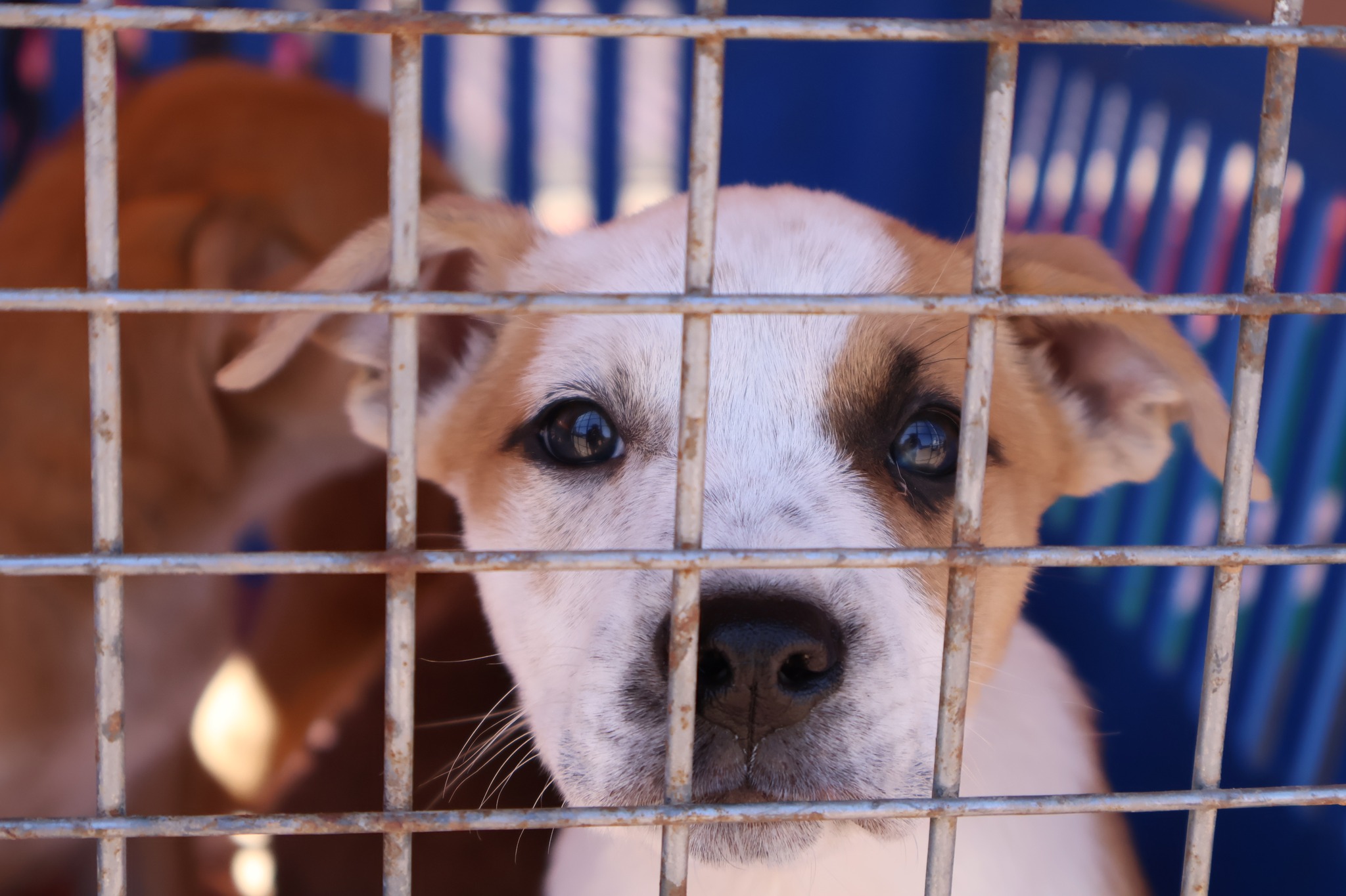 Cachorro enjaulado observa desde su transporte durante la jornada de adopción en la Plaza de Armas de Taltal.