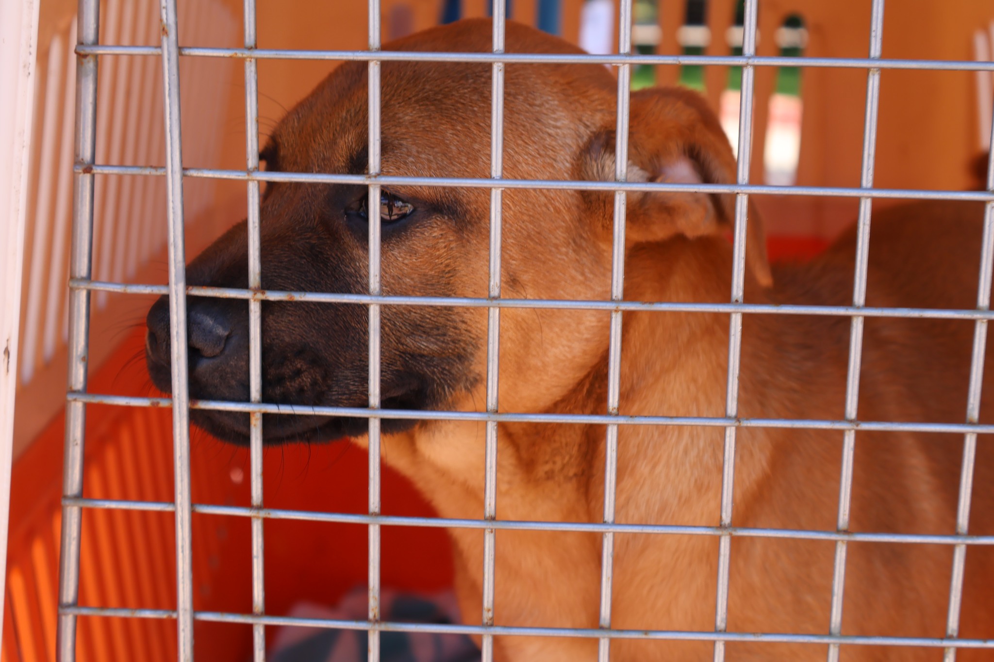 Primer plano de un perrito esperando adopción durante la jornada organizada por la Municipalidad de Taltal.