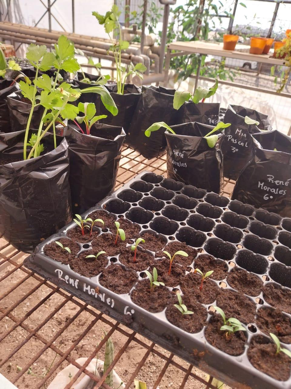 Plantines de lechuga, apio y betarraga desarrollándose en macetas individuales durante el Taller de Huerto Escolar en Paposo.