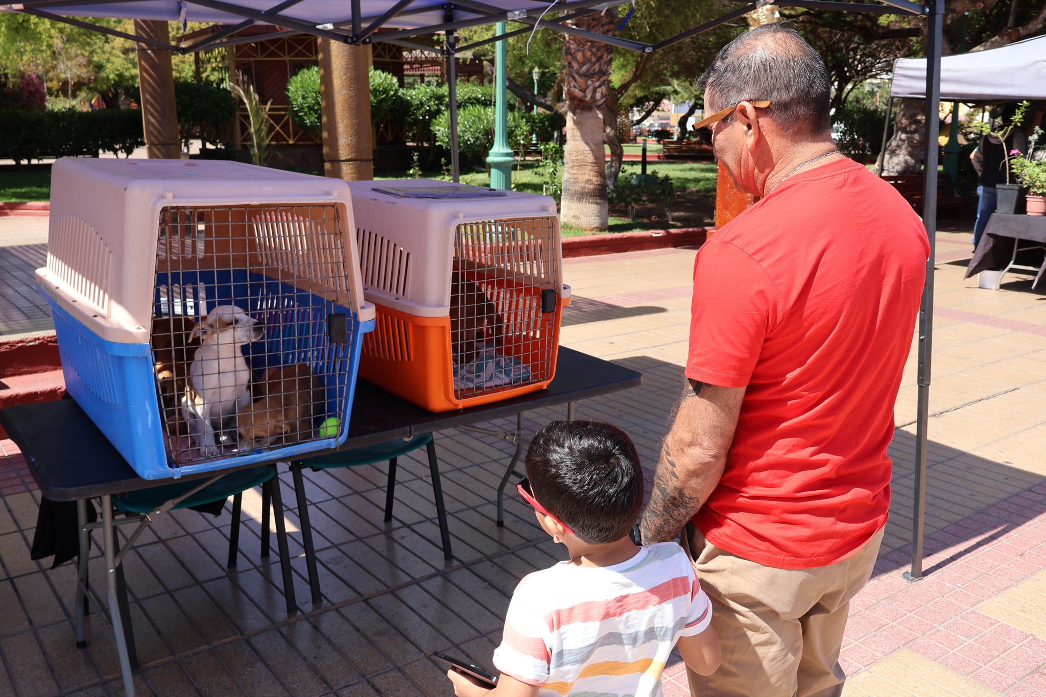 Vecino y su hijo visitan la jornada de adopción responsable en la Plaza de Armas de Taltal.