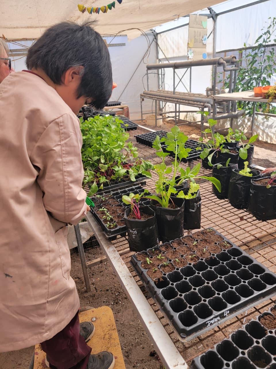 Estudiantes observan el crecimiento de sus plantas dentro del invernadero como parte del Taller de Huerto Escolar.