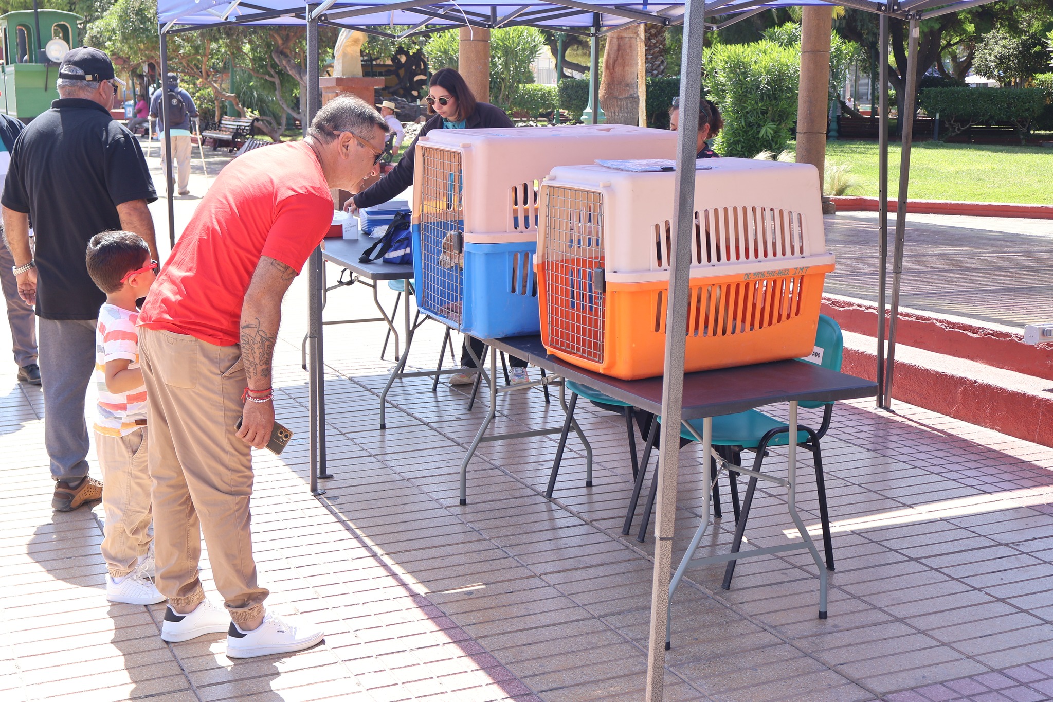 Familias taltalinas se acercan al punto municipal de adopción de mascotas para conocer a los perritos disponibles.