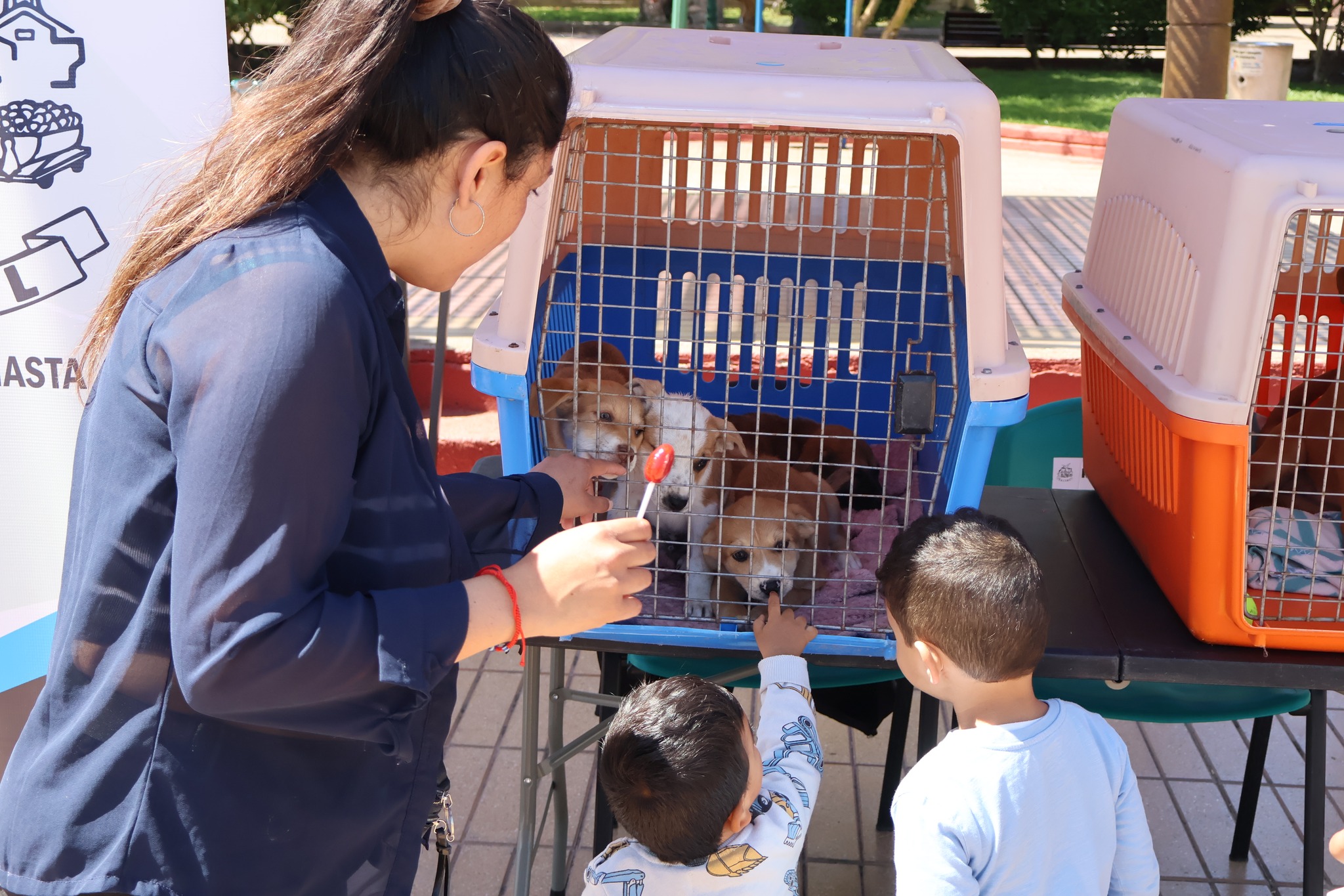 Niños y vecina observan a los perritos disponibles para adopción en la Plaza de Armas de Taltal.