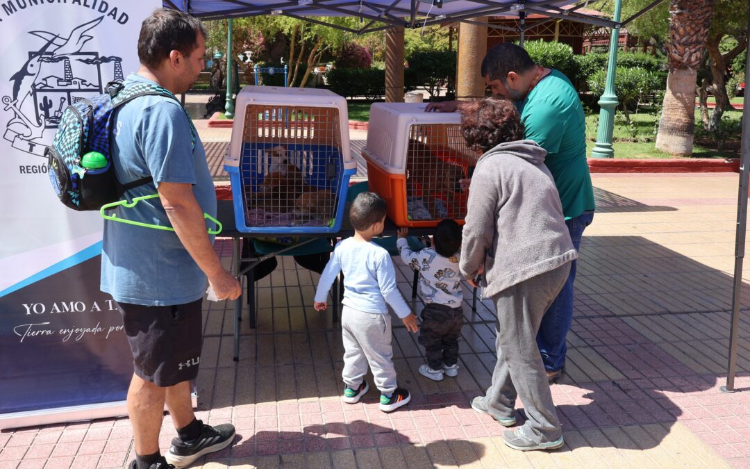 Nueva jornada de adopción reunió a familias y perritos en la Plaza Prat de Taltal