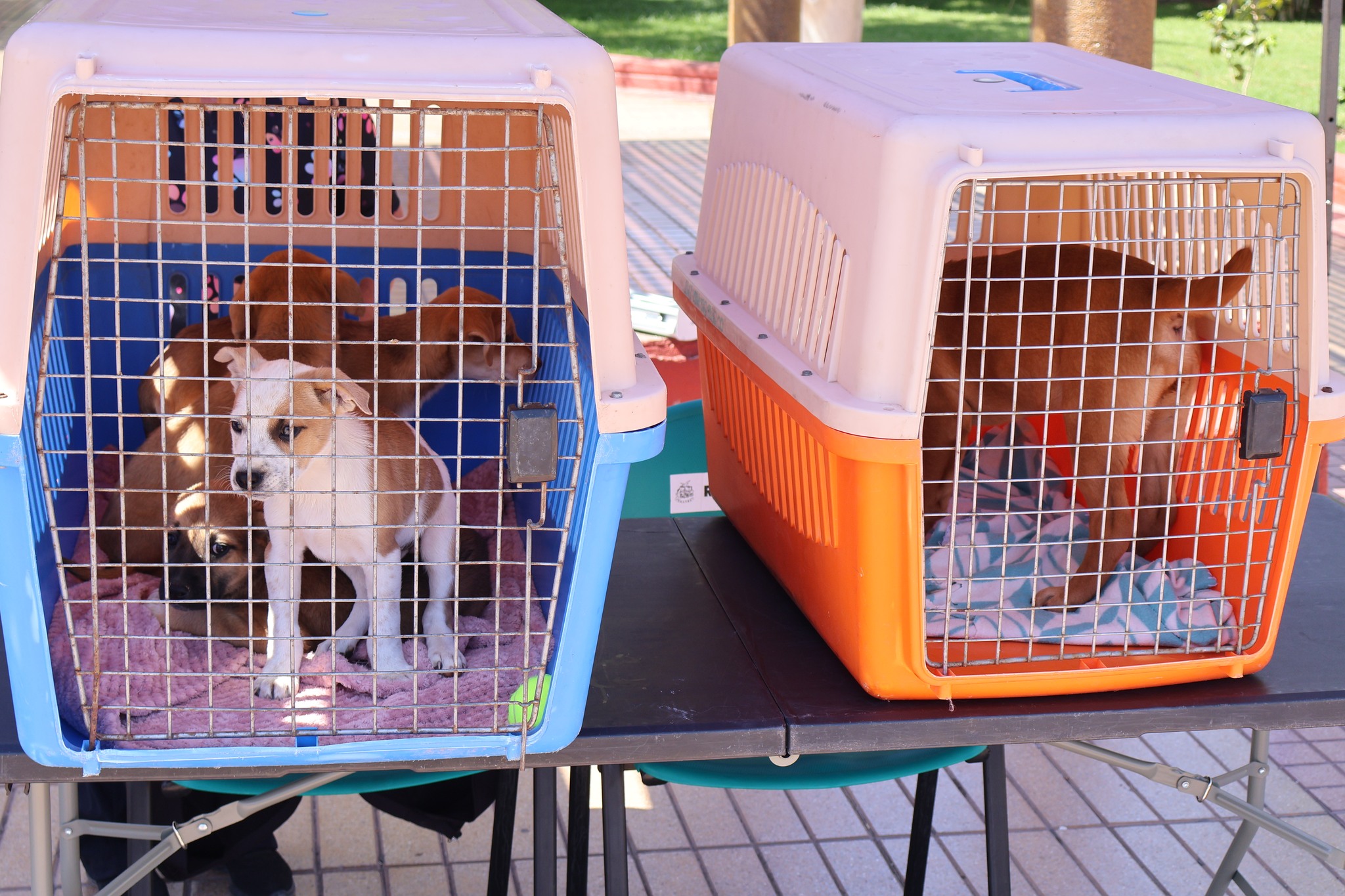 Perritos rescatados listos para adopción en jaulas de transporte durante la jornada organizada por la Oficina de Bienestar Animal.