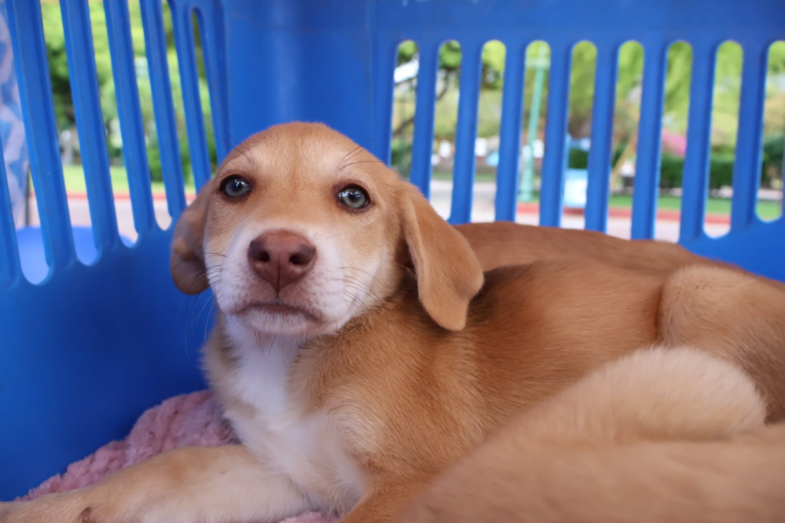 Cachorro en adopción reposa dentro de su jaula durante la tercera jornada de adopción en Plaza Prat.