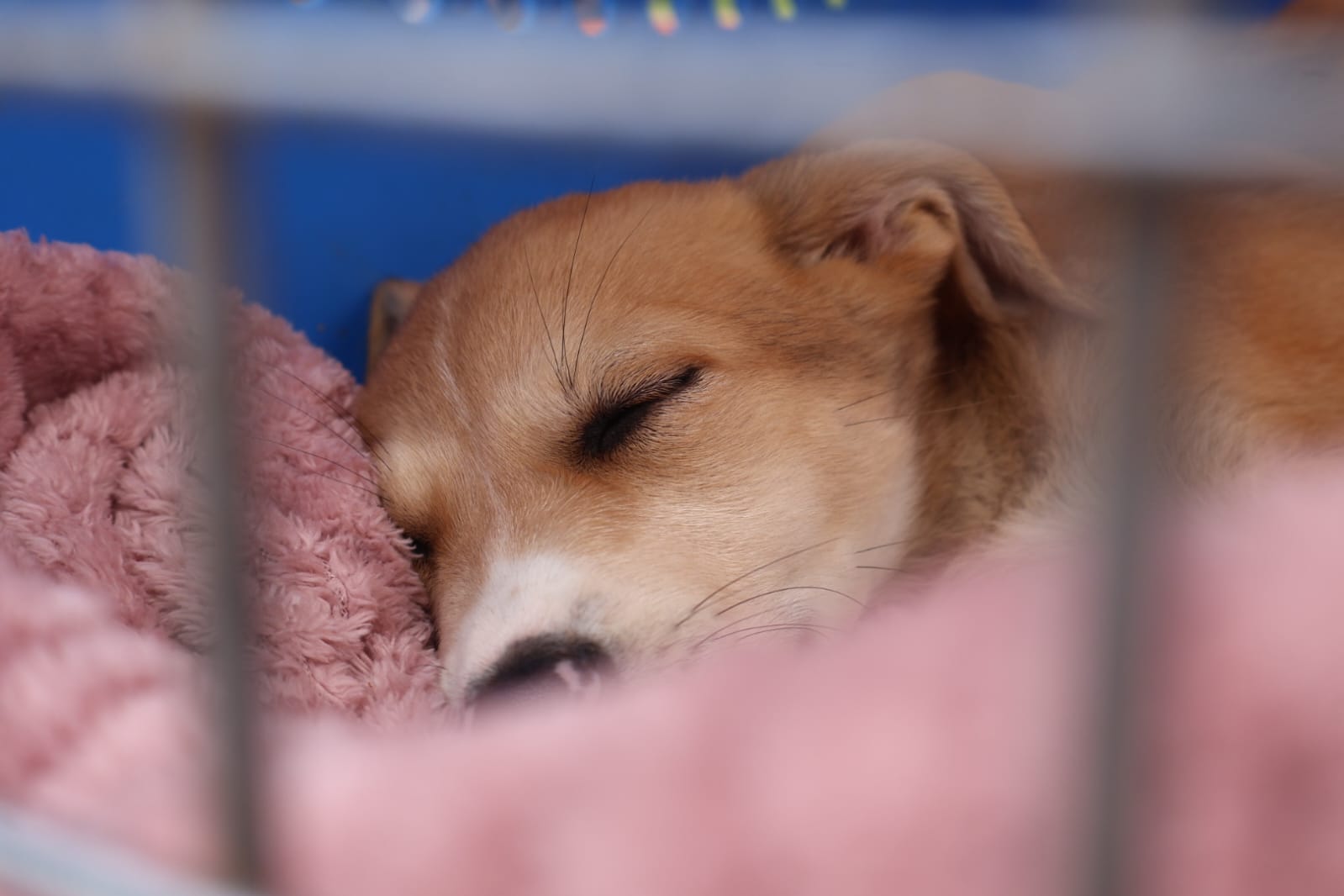 Perrito duerme plácidamente mientras espera ser adoptado en la feria organizada por la Oficina de Bienestar Animal.