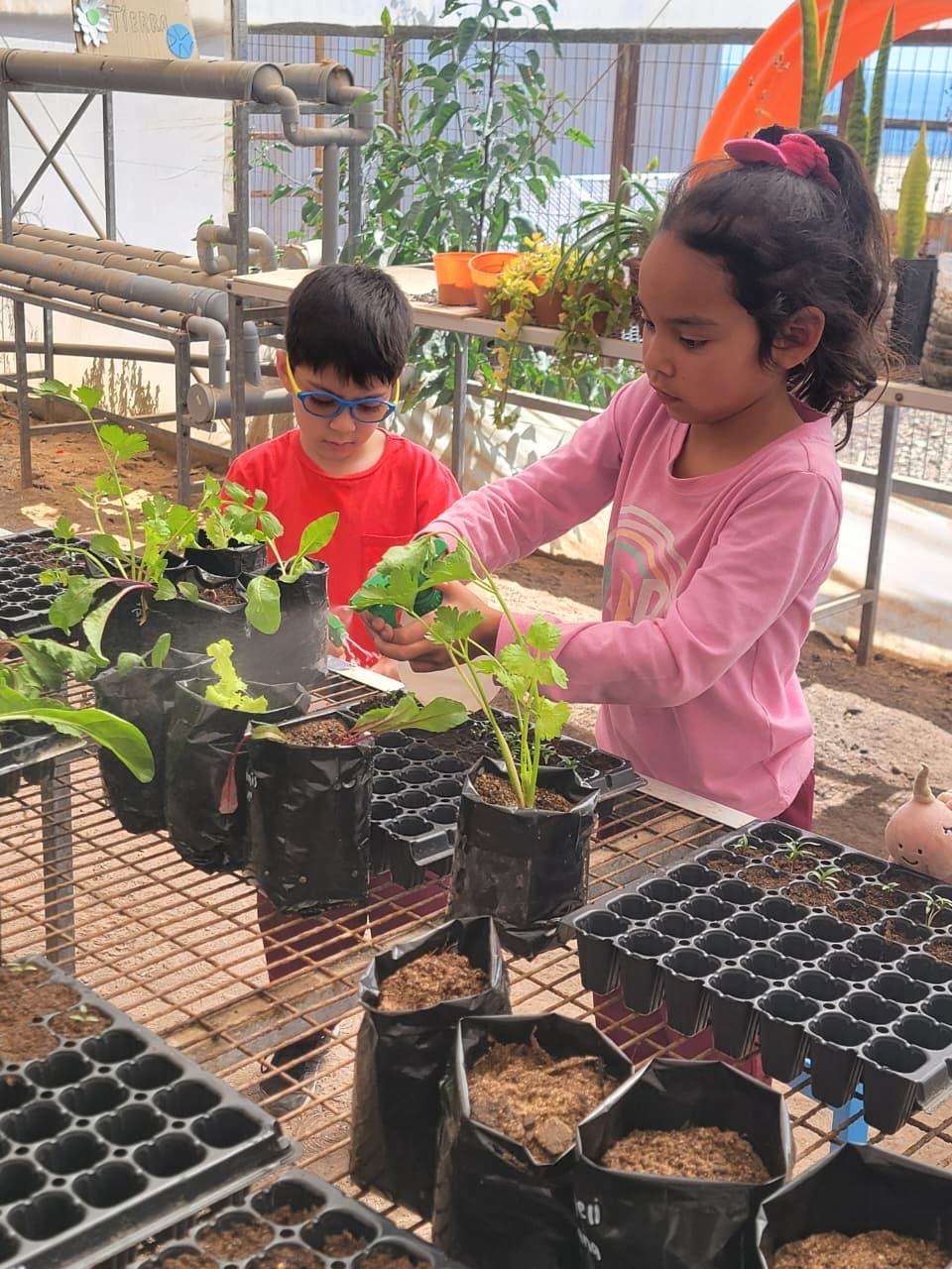 Niños y niñas de la Escuela Paranal trabajan en equipo sembrando y trasplantando hortalizas en el taller de huerto.