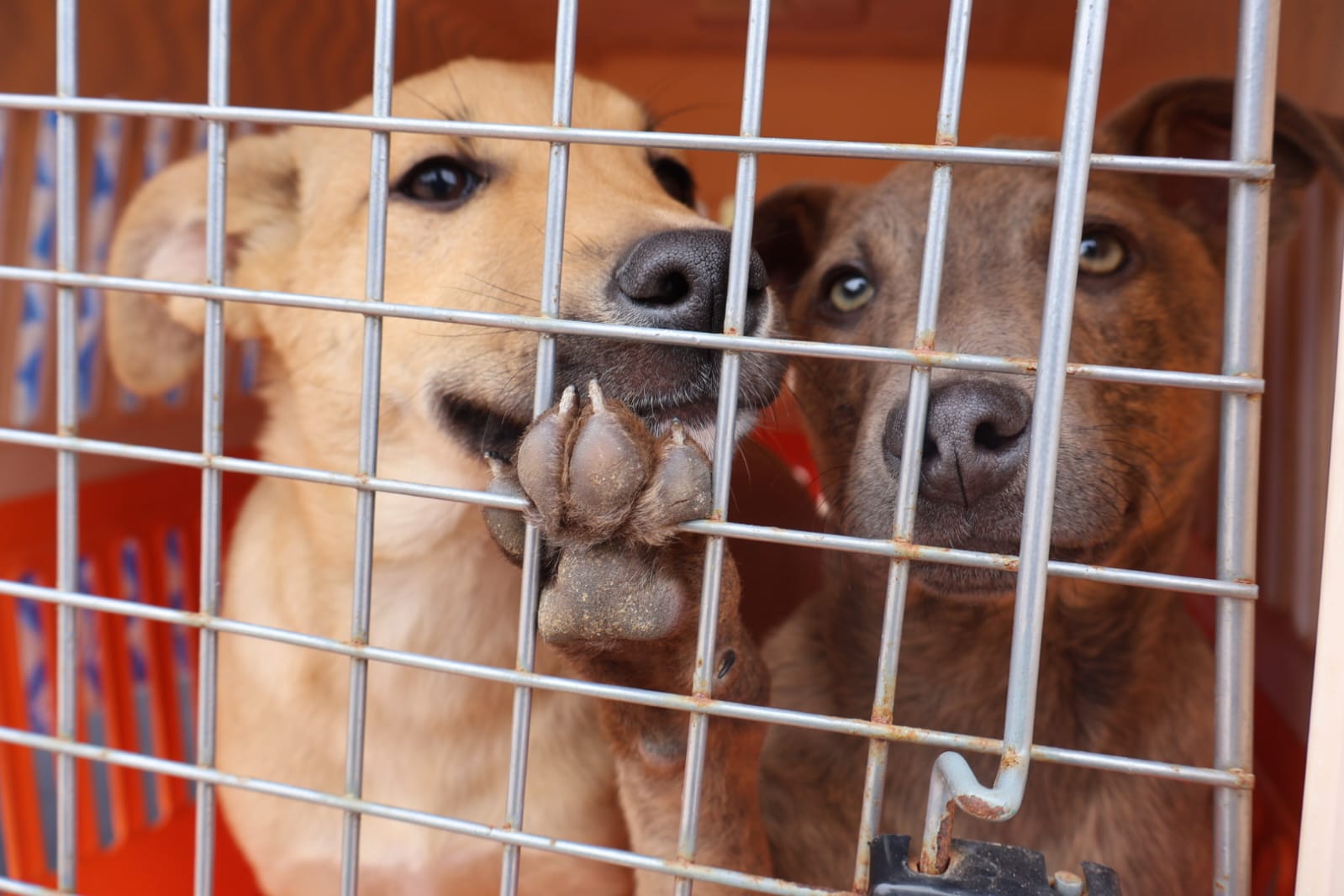 Perritos rescatados observan a través de su jaula durante la campaña “Un amigo para toda la vida” en Taltal.