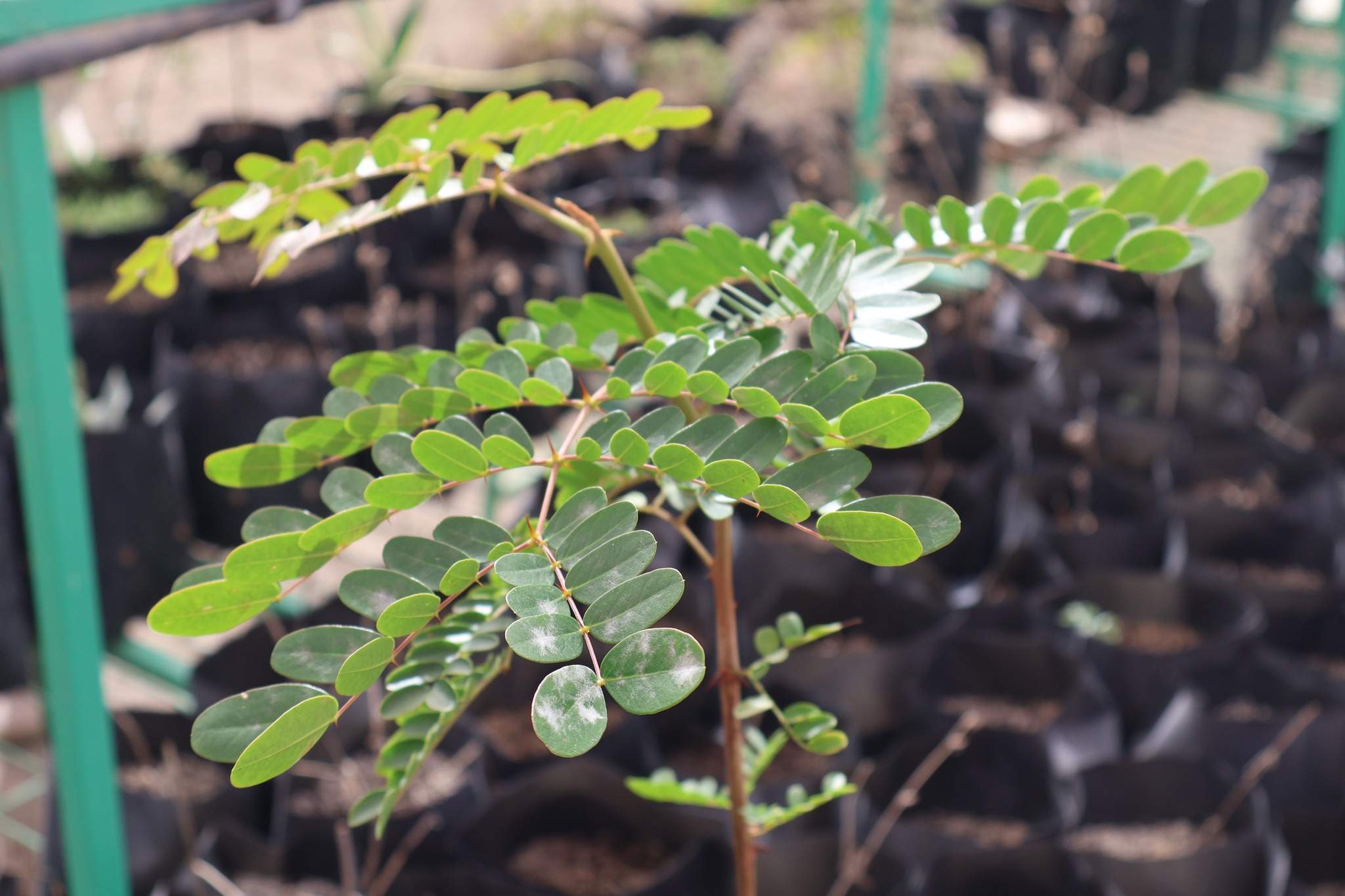 Detalle de una planta joven cultivada en el vivero comunitario de La Cachina, símbolo de renacer agrícola en Taltal.