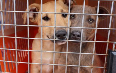 Taltal vivió su tercera jornada de adopción responsable en Plaza Prat: “Un amigo para toda la vida»