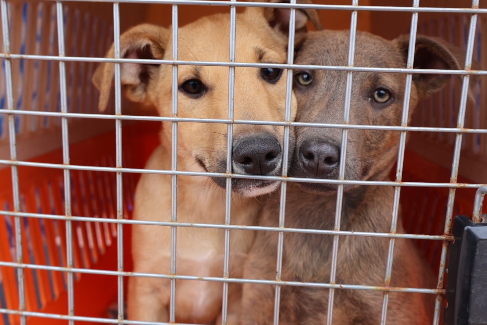 Vecinos y niños observan a los perritos en adopción junto al equipo de la Oficina de Bienestar Animal durante la jornada en la Plaza Prat de Taltal.
