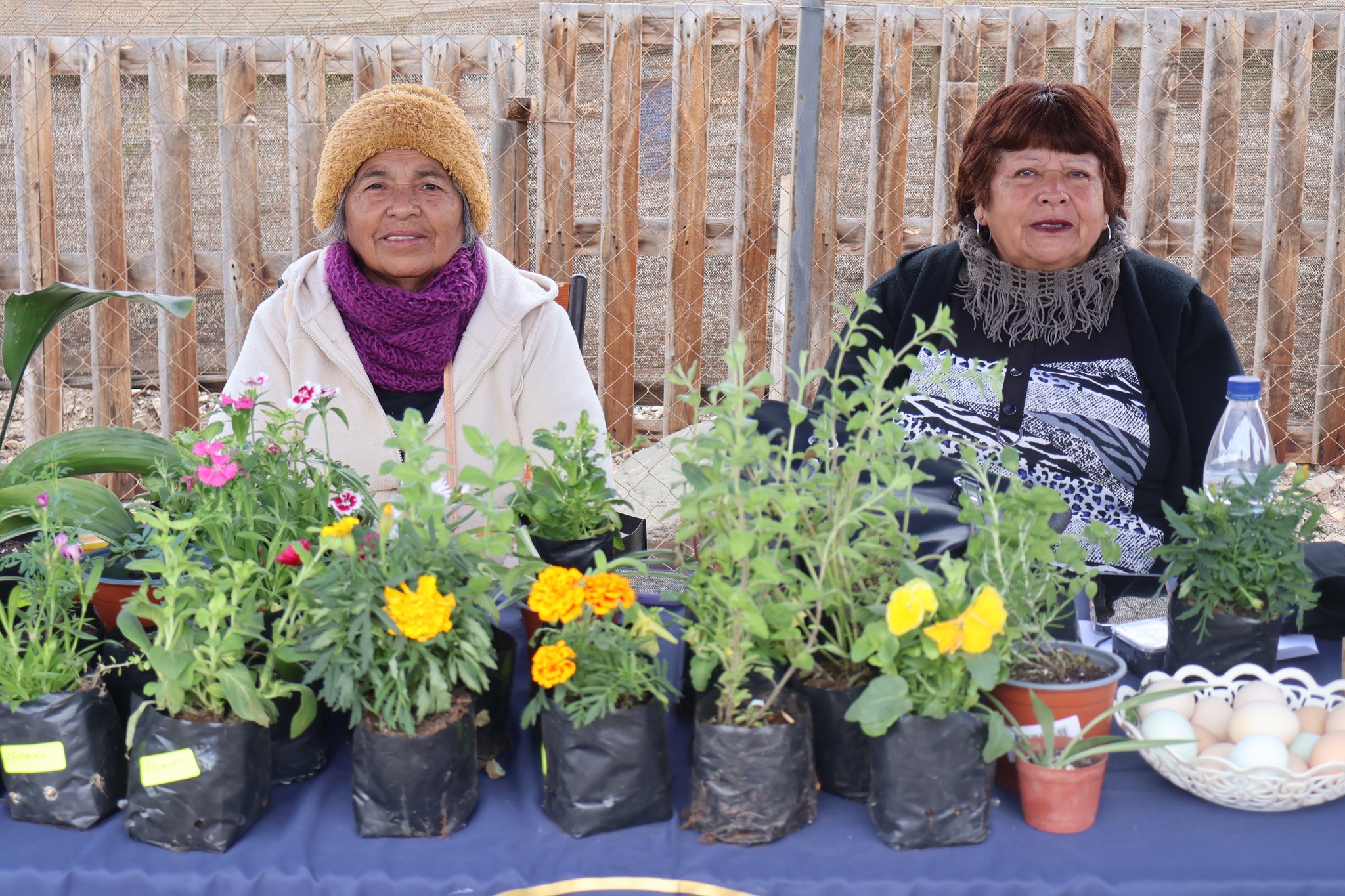 Agricultuoras de la zona exponen flores y plantas medicinales cultivadas en la costa de Taltal.