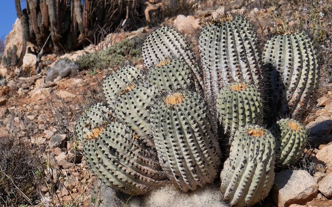 Caravana de los Cáctus llega a Taltal y sella alianza para proteger las Copiapóas y la biodiversidad costera