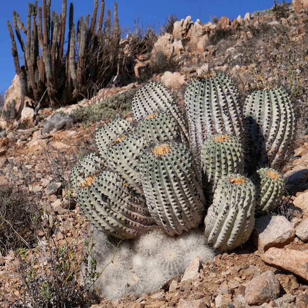Equipo de cámara hiperbárica instalado en Taltal por iniciativa de la familia Cuello.