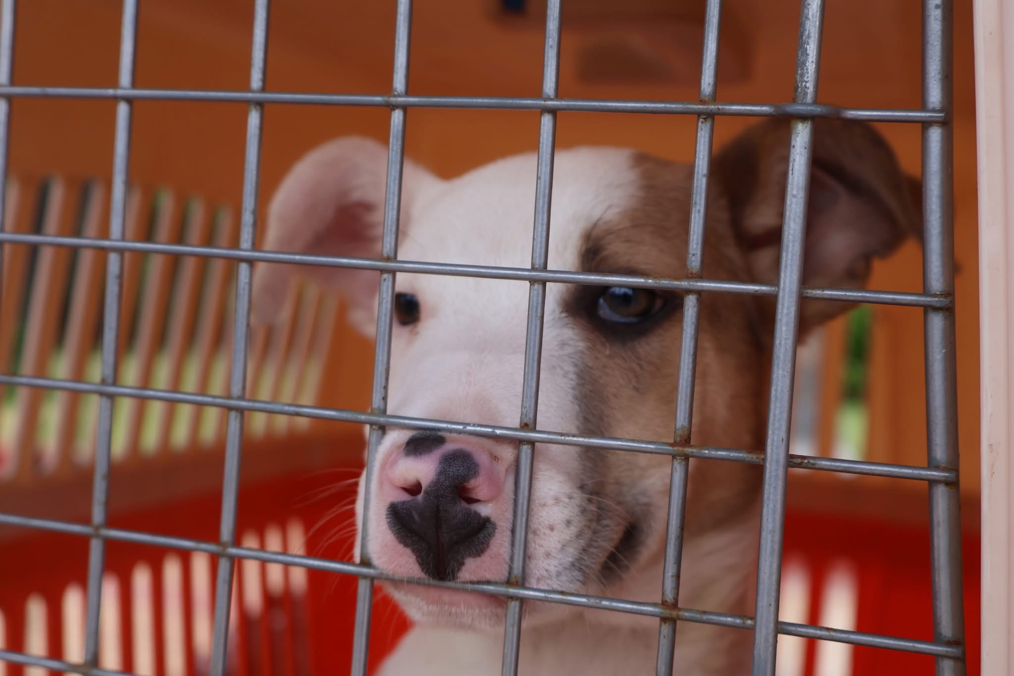 Primer plano de un cachorro dentro de su jaula durante la jornada de adopción en Taltal.