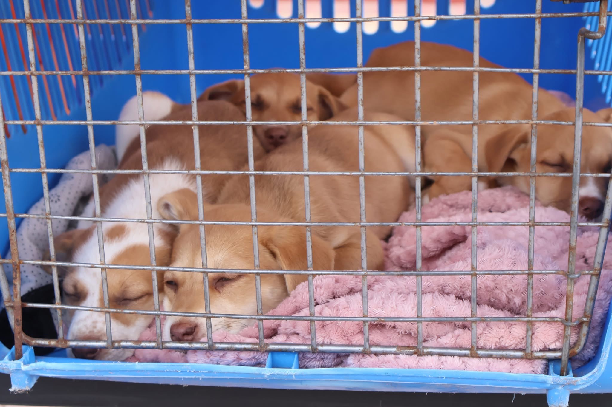 Varios cachorros duermen juntos en una jaula de adopción en Plaza Prat, Taltal.<br />
