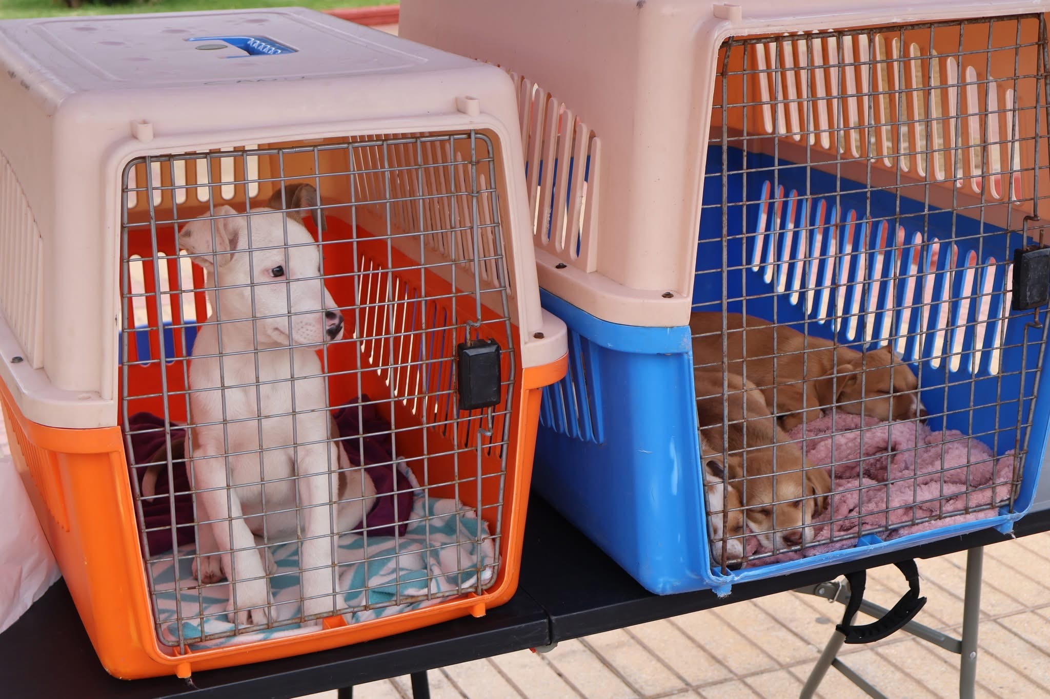 Cachorros descansan dentro de jaulas de adopción en la actividad realizada en Plaza Prat, Taltal.