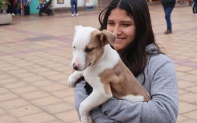 Jornada de adopción en Plaza de Armas de Taltal permitió a perritos encontrar un hogar
