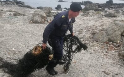 Incautan más de dos toneladas de huiro negro extraído ilegalmente en Taltal