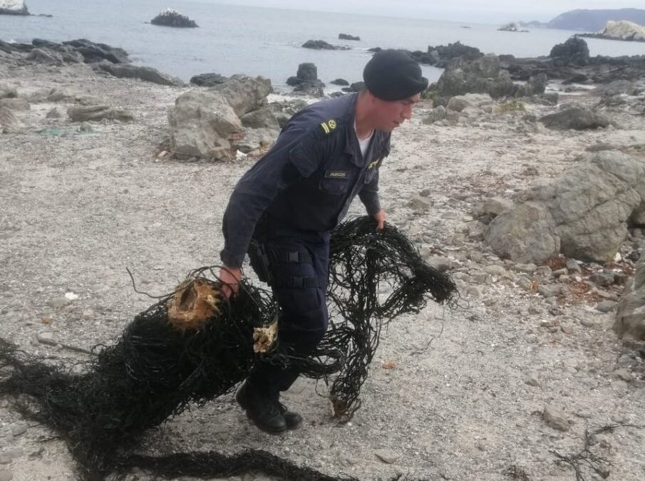Incautan más de dos toneladas de huiro negro extraído ilegalmente en Taltal