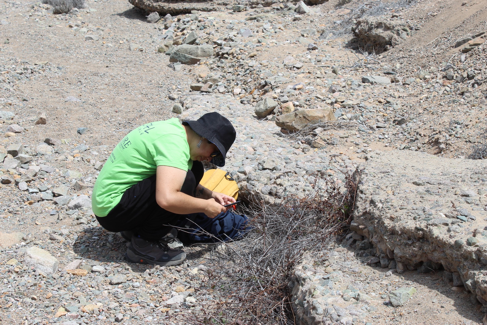 Identificación de especies medicinales durante actividad práctica de medicina ancestral Changa en Taltal.