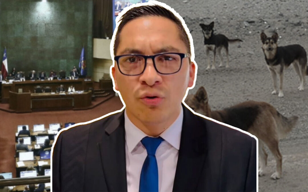 Diputado Sebastián Videla ingresa proyecto de ley para enfrentar la sobrepoblación canina y felina en Antofagasta y el país