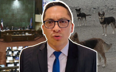 Diputado Sebastián Videla ingresa proyecto de ley para enfrentar la sobrepoblación canina y felina en Antofagasta y el país