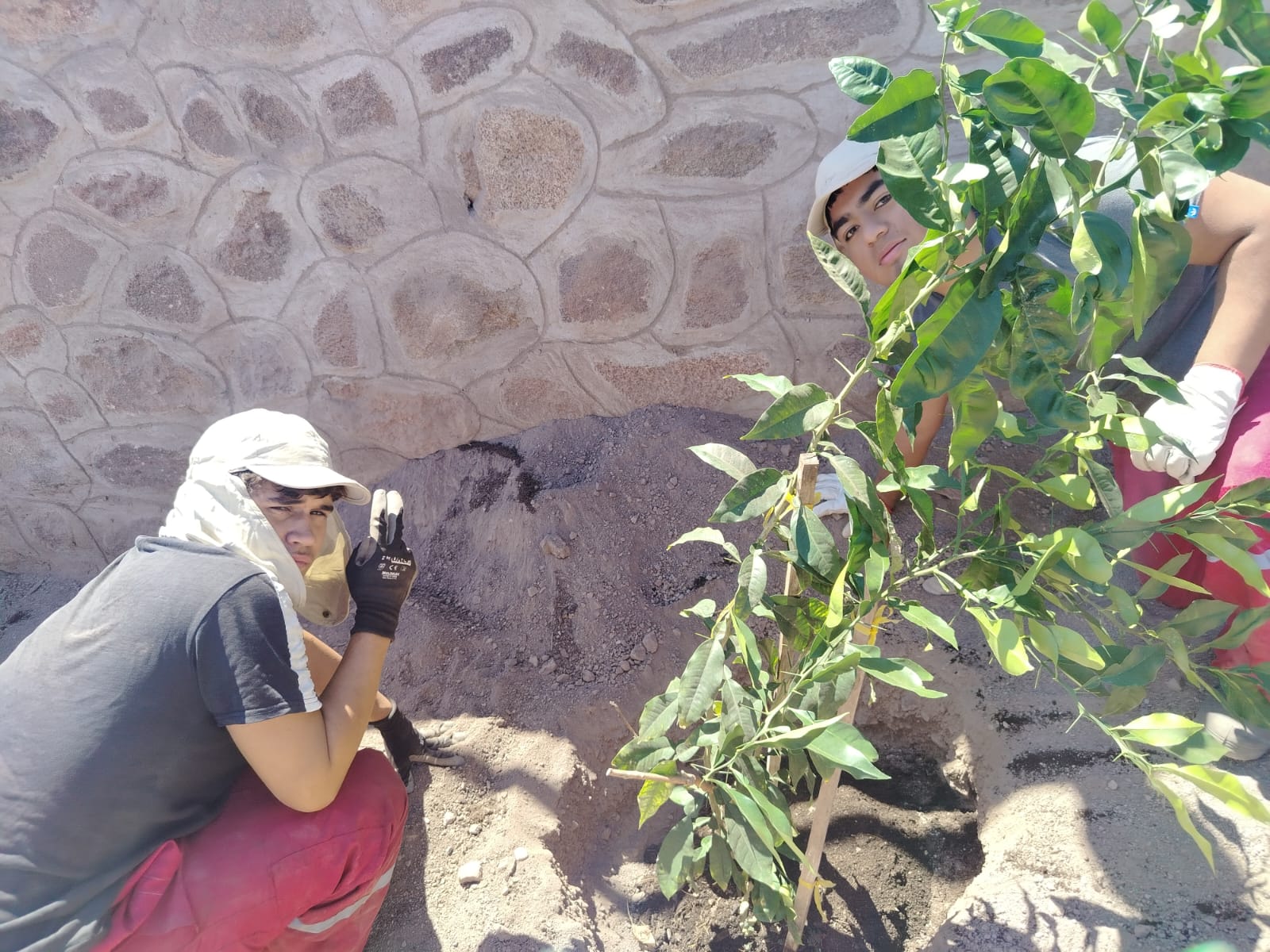 Participante del Team Verano 2026 plantando árbol en recuperación de áreas verdes calle Belmor Rojas Taltal febrero 2026.