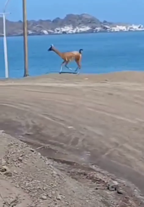 Alerta en Taltal: guanaco deambula desorientado por el centro urbano y sectores costeros