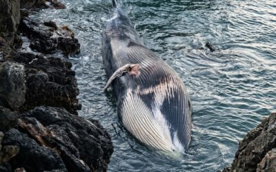 Ballena de aleta varada en sector Puntilla de Taltal: Municipio llama a mantener distancia