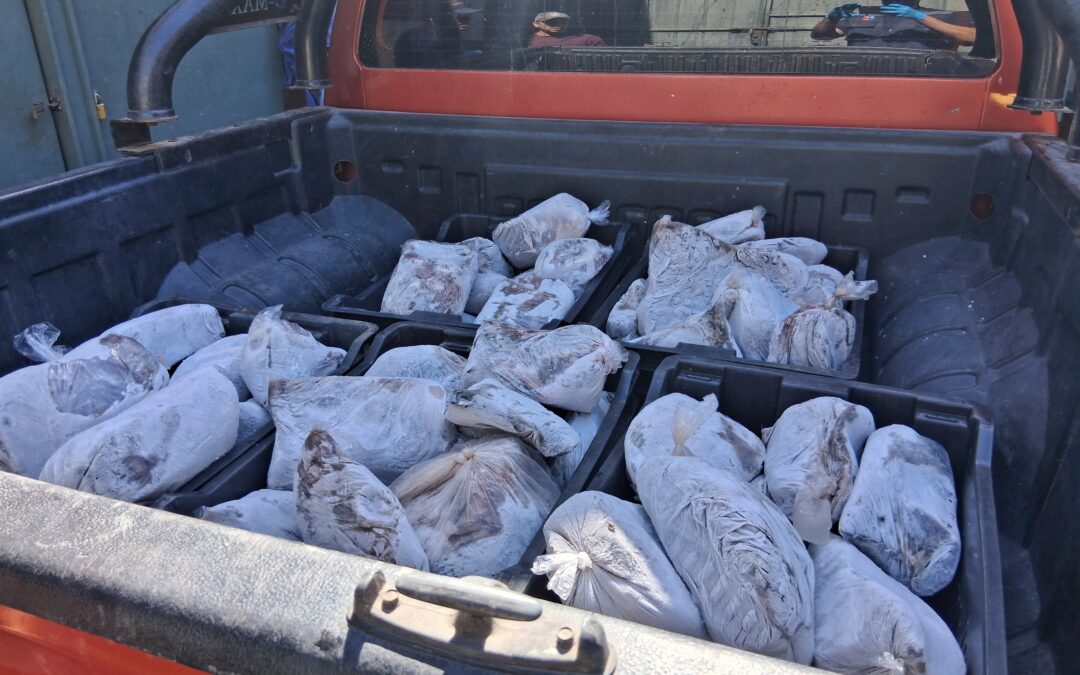 Incautan 964 kilos de pulpo del norte sin acreditación de origen legal en Taltal